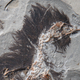 The fossilized remains of Eoconfuciusornis, a beaked bird with no teeth, still contains traces of its original color. (Image: Xiaoli Wang)